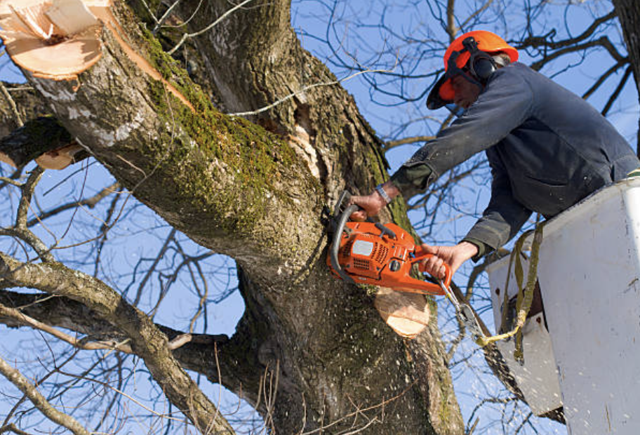 tree pruning in Zeeland