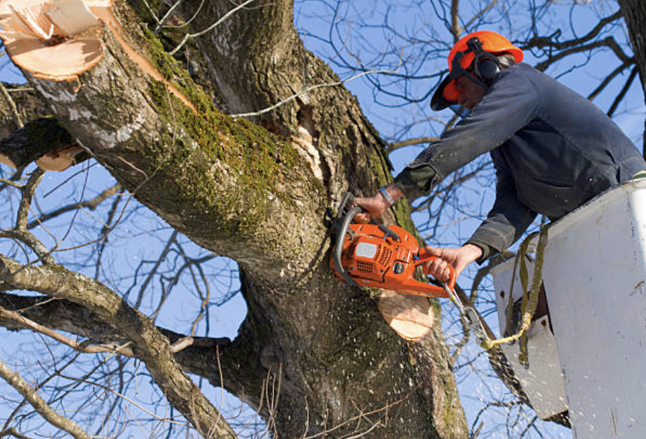 tree pruning in Mooreton